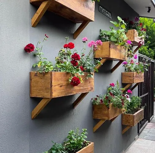 Mimoza オルデニズ