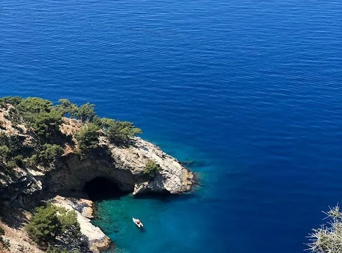 Mimoza オルデニズ